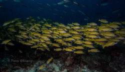 Schooling Bluestripe Snapper @ Boduhithi Thila by Taco Cheung 